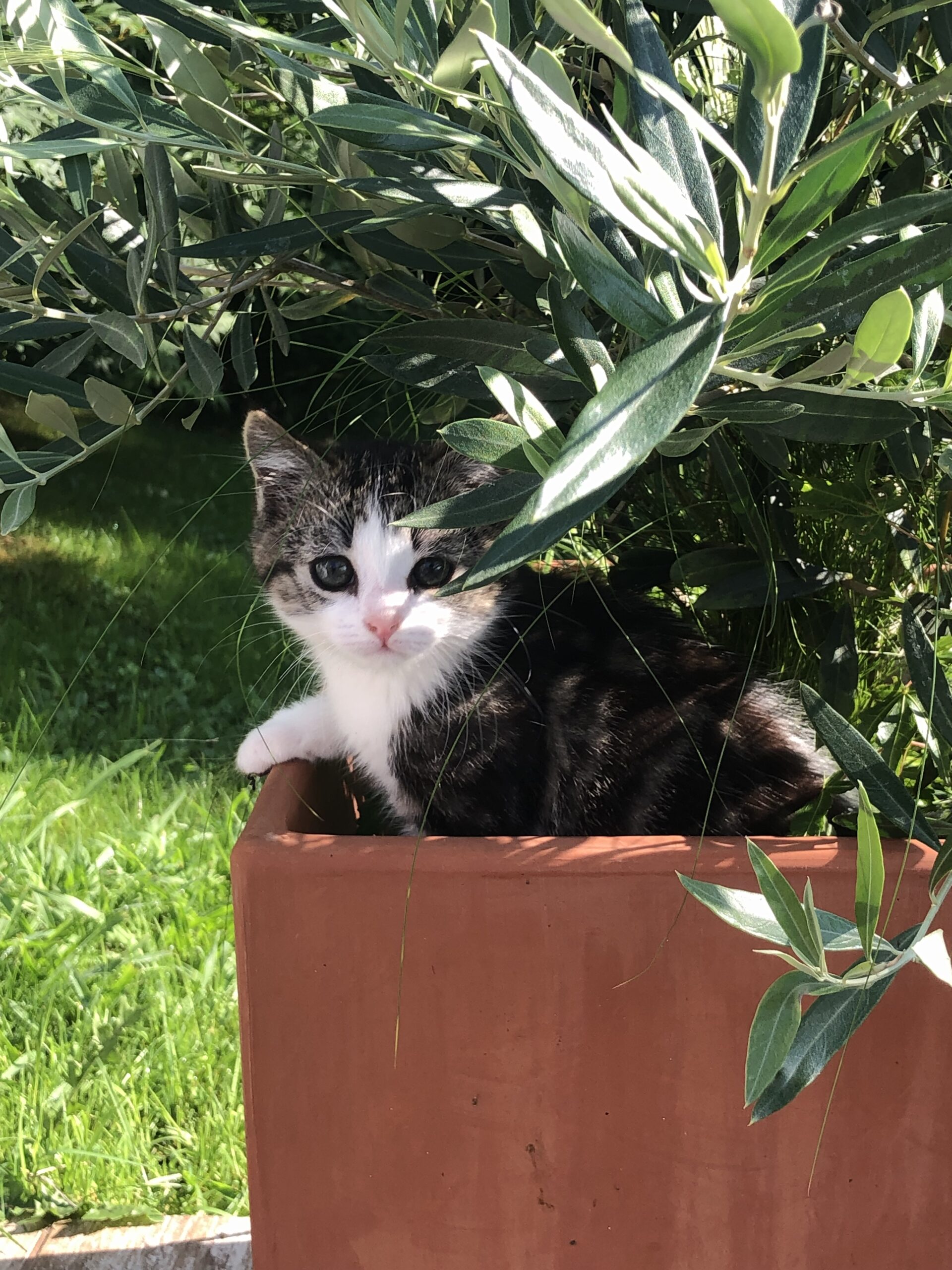 Dihinxenea Maison d'hôte à Ustaritz Pays basque avec ses animaux