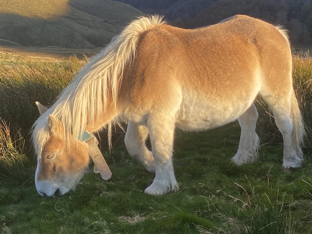 Dihinxenea-maison-hote-ustaritz-pays-basque-tourisme-2